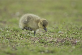 Greylag goose (Anser anser) juvenile baby gosling bird walking on grassland, England, United