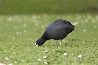 Eurasian coot (Fulica atra) adult bird feeding on grassland, England, United Kingdom, Europe