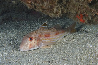 Striped red mullet (Mullus surmuletus) lies quietly on the sand. Dive site Roca Jolia, Las