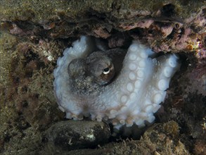 Close-up of an octopus, Common Octopus vulgaris, hiding in a reef between lava rocks at night. Dive