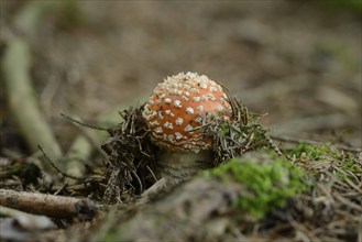 A small fly agaric (Amanita muscaria) nestled in the mossy ground of a forest, Bavaria