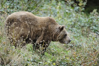 Eurasian brown bear (Ursus arctos arctos) in a forest, Bavarian Forest National Park