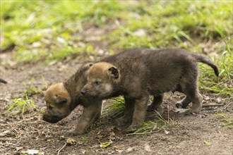 Two wolf pups running side by side and exploring their surroundings, European grey gray wolf (Canis