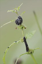 Leaf wasp (Tenthredo marginella), larva, North Rhine-Westphalia, Germany, Europe