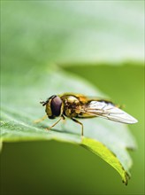 Marmalade Hoverfly, Episyrphus balteatus on leaf, Hoverfly, Hover fly