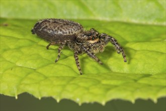 A jumping spider (Marpissa muscosa) lurking on a green leaf, Baden-Württemberg, Germany, Europe