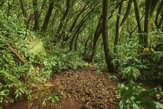 Landscape of Rainforest at the Lulumahu trail to the Lulumahu falls, Honolulu Watershed Forest