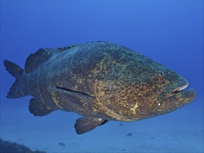 A large fish, atlantic goliath grouper (Epinephelus itajara), swims in the blue ocean. Dive site