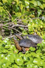 American tortoise (Rhinoclemmys funerea) among aquatic plants, Tortuguero National Park, Costa