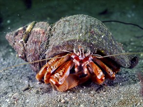 A Striped hermit crab (Pagurus anachoretus) in its grey-brown shell on a sandy bottom. Dive site