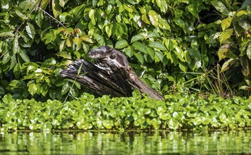 Neotropical otter sitting on a tree trunk, Tortuguero National Park, Costa Rica, Central America