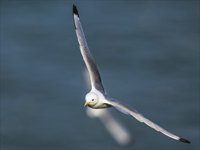 Black-legged Kittiwake, Rissa tridactyla, bird in flight over sea, Bempton Cliffs, North Yorkshire,