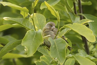 European greenfinch (Chloris chloris) adult bird sleeping in a garden Magnolia tree in the summer,