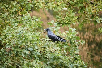 Carrion crow (Corvus corone) sitting on a branch in a forest, Bavaria, Germany, Europe