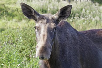 A moose in a green landscape in summer, heraldic animal, Jämtland, Sweden, jämtland, Sweden, Europe