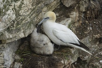 Northern gannet (Morus bassanus) adult bird on a nest with a juvenile baby chick on a cliff ledge,