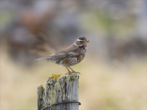 Redwing (Turdus iliacus), perched on fence post singing, May, Varanger National Park, Varanger