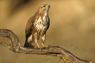 Steppe buzzard (Buteo buteo) on a dry branch, Catalonia, Pyrenees, Spain, Europe