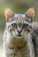 Close-up of a wildcat with an attentive gaze, wildcat (Felis silvestris), Germany, Europe