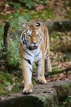 Siberian tiger (Panthera tigris altaica) walking on the ground, Germany, Europe