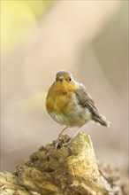 European robin (Erithacus rubecula), frontal view, standing on branch stump, light background,