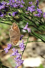 Butterfly ox-eye, summer, Saxony, Germany, Europe