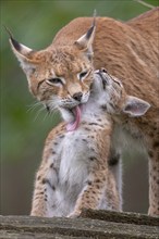 Lynx (Lynx lynx) with young, Haltern, North Rhine-Westphalia, Germany, Europe