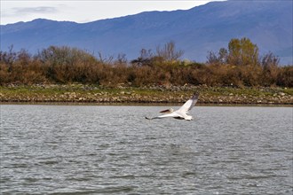 Dalmatian Pelican (Pelecanus crispus) in flight, Lake Kerkini, Lake Kerkini, Central Macedonia,