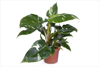 Potted tropical 'Philodendron White Princess' houseplant on white background