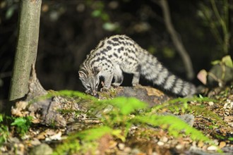 Common genet (Genetta genetta), wildlife in a forest, Montseny National Park, Catalonia, Spain,