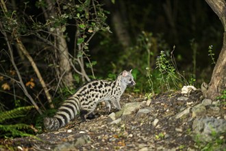 Common genet (Genetta genetta), wildlife in a forest, Montseny National Park, Catalonia, Spain,