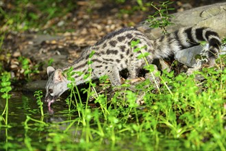 Young Common genet (Genetta genetta) drinking at the shore of a lake, wildlife in a forest,