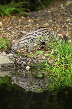 Common genet (Genetta genetta) at the shore of a lake, wildlife in a forest, Montseny National