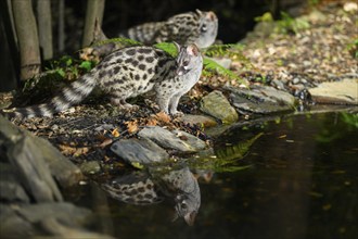 Young Common genet (Genetta genetta) at the shore of a lake, wildlife in a forest, Montseny