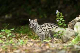 Common genet (Genetta genetta), wildlife in a forest, Montseny National Park, Catalonia, Spain,