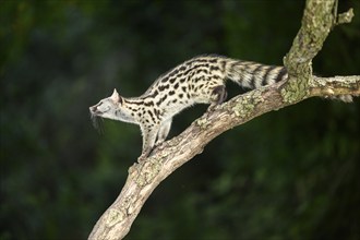 Common genet (Genetta genetta), climbing on a tree wildlife in a forest, Montseny National Park,