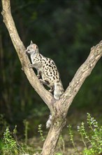 Common genet (Genetta genetta), climbing on a tree wildlife in a forest, Montseny National Park,