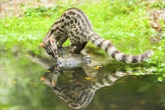 Common genet (Genetta genetta) at the shore of a lake, wildlife in a forest, Montseny National