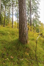 Close-up of a tree trunk in a sunlit forest with green grass, Lake Brienz, Switzerland, Europe