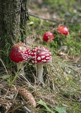 Red toadstools with white dots next to a tree trunk in the forest