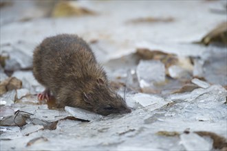 Brown rat (Rattus norvegicus) adult animal searching for food on a frozen pond, England, United