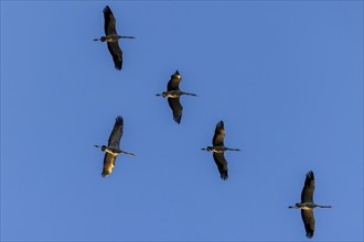 Six cranes flying in formation in the clear blue sky, Crane (Grus grus) wildlife, Western Pomerania