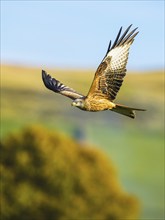 Red Kite, Milvus milvus, bird in flight