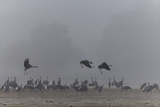 Cranes moving through the fog in a peaceful morning landscape, Crane (Grus grus) wildlife, Western