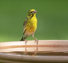 Serinus serinus (Serinus serinus) standing on a bird bath, Lower Saxony, Germany, Europe