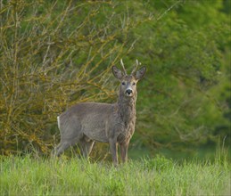 Roe deer (Capreolus capreolus), roebuck with beginning hair change standing in a meadow and looking