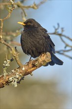 Blackbird (Turdus merula), male sitting on a branch with orange-coloured beak in natural