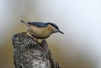 Nuthatch (Sitta europaea), adult bird, Dingdener Heide nature reserve, North Rhine-Westphalia,