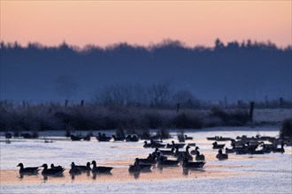 White-fronted Goose (Anser albifrons), at roost, in front of sunrise, dusk, morning, Dingdener