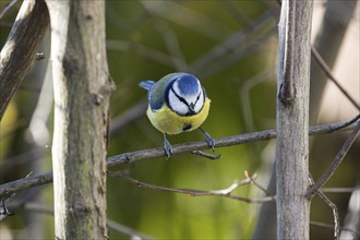 Blue tit (Cyanistes caeruleus), sitting on a branch, Baden-Württemberg, Germany, Europe